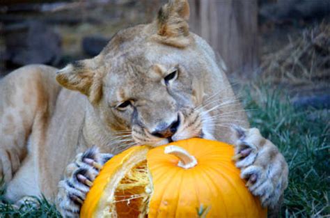 The term big cat is are commonly used to relate to any of the five species of the genus panthera: Crown Ridge Tigers - In the News - Crown Ridge Tiger Sanctuary