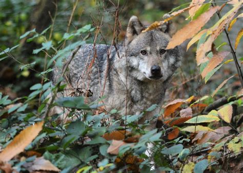 European Wolf Wildwood Trust Kent Mike J Carroll Flickr