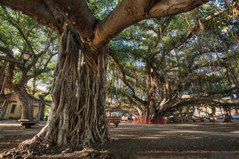 Interesting Trees Around The World Mental Floss