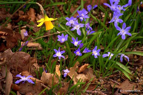 Easter Daffodils Taken During Easter Weekend 20015 Chris Godwin