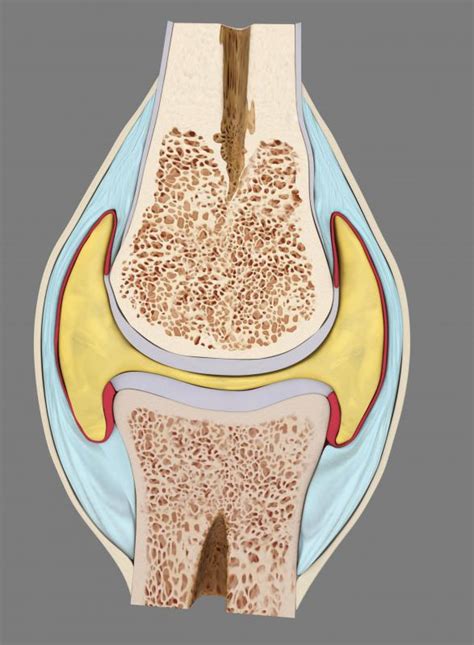 What Is A Cartilaginous Joint With Pictures