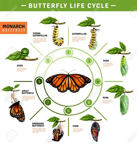 Butterfly Life Cycle Infographics Layout Illustrated Developing Stage
