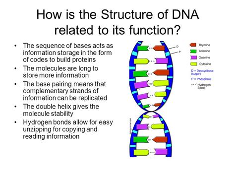 Dna Structure And Functions Ninth Grade Biology