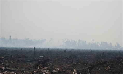 5 Fakta Hutan Hujan Sumatra Yang Kini Kondisinya Memperihatinkan
