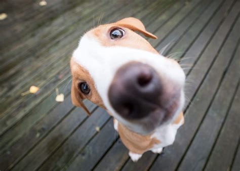 Animal Rescue Raises Money In a Whole New Way - Shoes With Heart