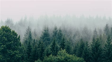 Forest Fog Aerial View Trees Sky 4k Forest Fog