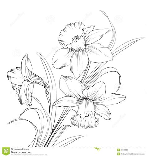 Daff Pattern Daffodil Tattoo Flower Drawing Flower Sketches