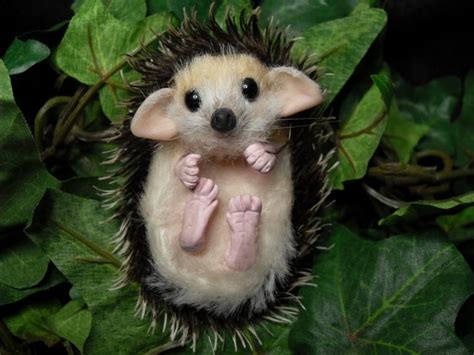Minaturesbaby Hedgehog Cute Animals Cute Animal Pictures