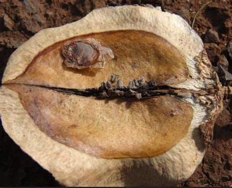 Each pod usually contains between 10 and 20 seeds. Jacaranda mimosifolia Growing Guide | Blue Jacaranda