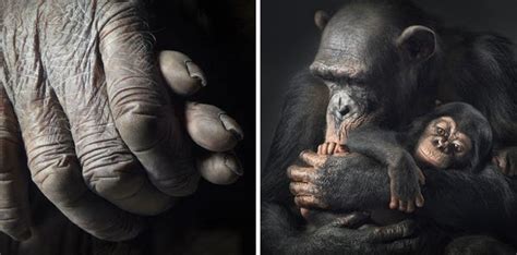 Tim Flach More Than Human Animal Photography