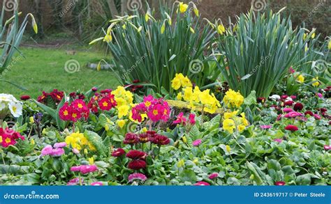 Lovely Bunch Of Beautiful Yellow Daffodils Growing In Garden Stock