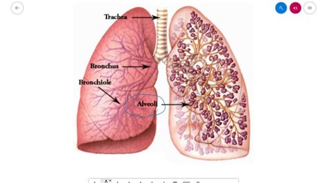Gas Exchange In The Lungs Youtube