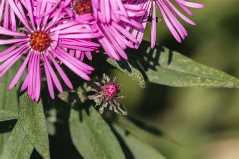 New England Aster Plant Care And Growing Guide