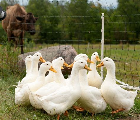 Facts About Duck Farming How Duck Farms Produce Millions Of Eggs And