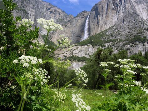 Wallpapers Unlimited Yosemite National Park California Usa