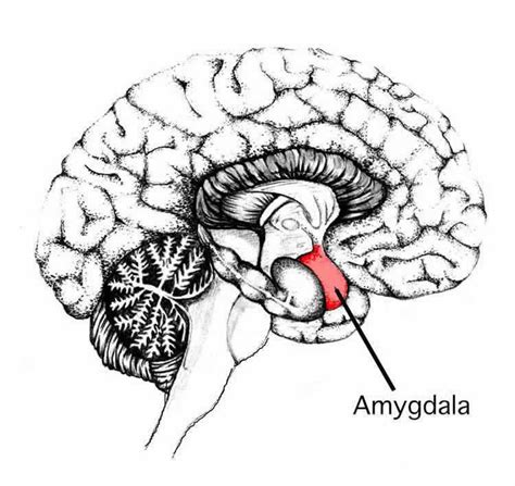 Amygdala Neurons Increase As Children Become Adults Except In Autism