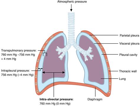Unit 6 The Respiratory System Douglas College Human Anatomy