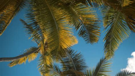 4k Ultra Hd Palm Trees Stock Footage Video 100 Royalty
