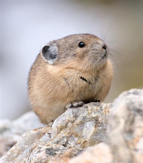 American Pika Closely Related To The Rabbit Pikas Call High Mountain