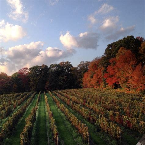 Guide To Great Wineries In Ct