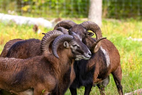 Corsican Mouflon Stock Photos Pictures And Royalty Free Images Istock