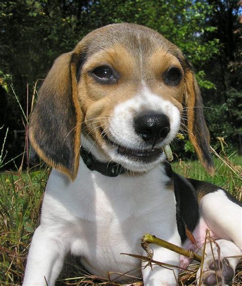 Wilbur Beagle Puppy Puppies Beagle