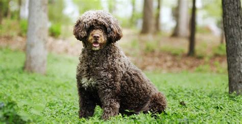 Portuguese Water Dog Breed Information Breed Advisor