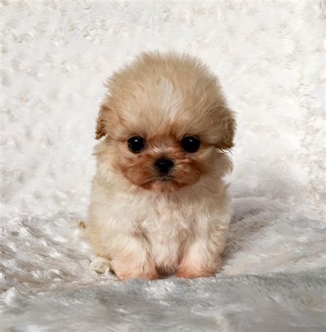 Micro Teacup Maltipoo Puppy for sale! - iHeartTeacups