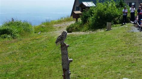 Also, this is only my opinion so don't get too upset about it if you disagree. Grey Horn Owl - YouTube