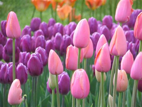 Foto Taman Bunga Tulip Di Belanda Kelseytaromurillo
