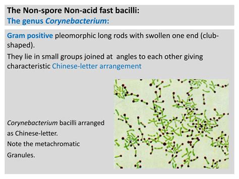 Ppt Pyogenic Cocci The Grams Positive Cocci 1 Staphylococci 2