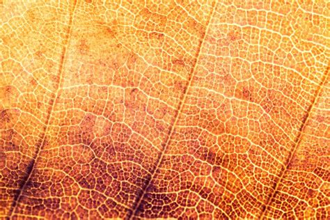 Orange Autumn Leaf Macro Free Texture