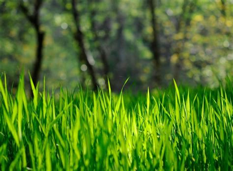 32+ Grass Wallpaper Colors on WallpaperSafari