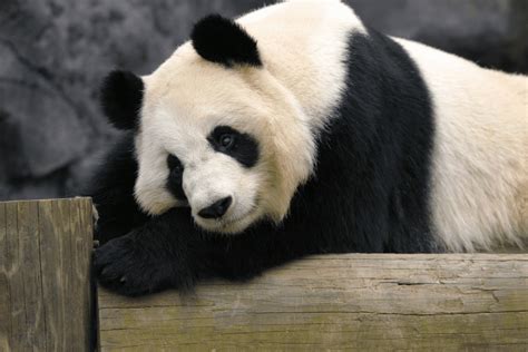 Giant Panda Research - Zoo Atlanta
