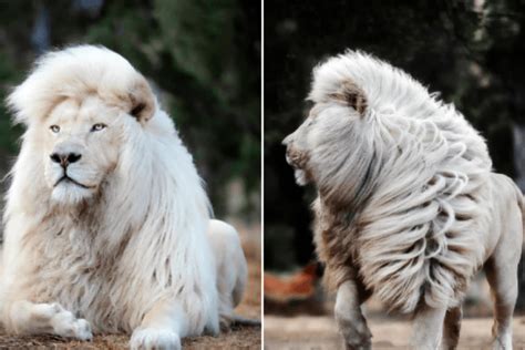 Watch Rare White Lion With Majestic Lustrous Mane In South Africa Goes