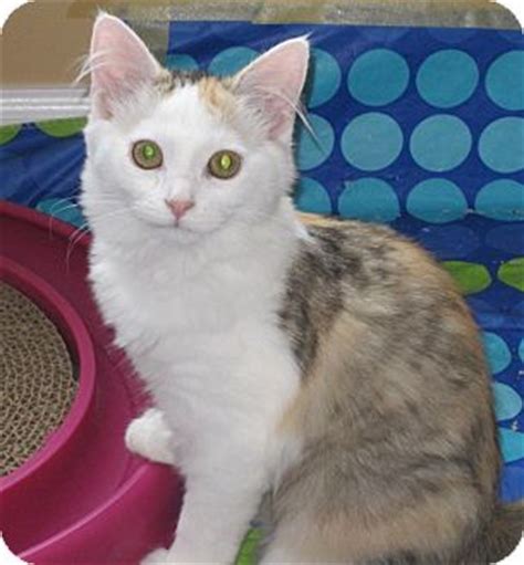 Submitted 2 years ago by chattyhuconcord. Charlotte, NC - Maine Coon. Meet Ginger a Pet for Adoption.