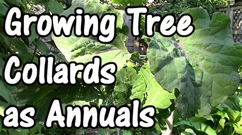 Check spelling or type a new query. How to Grow Tree Collards as Annuals in Cool Climates (How ...