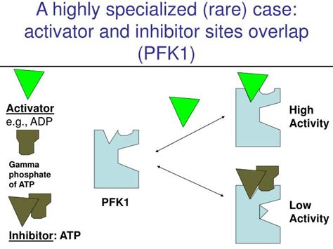 PPT - Glycolysis - Regulation PowerPoint Presentation - ID:1182875