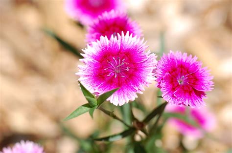 Pink dianthus | Pink dianthus, Pink, Photography