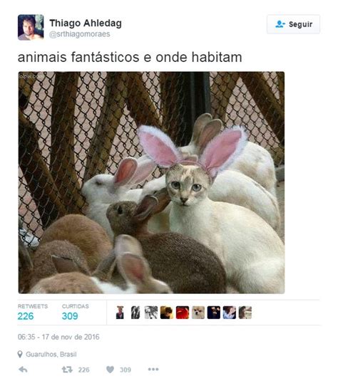 Assistir animais fantásticos e onde habitam dublado online 720p. EGO - 10 versões inusitadas para o filme 'Animais ...