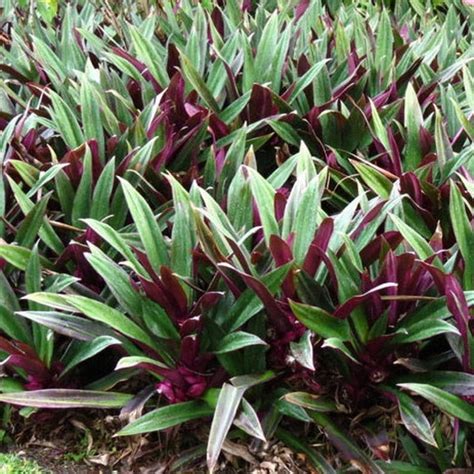 Rhoeo Spathacea Dwarf Purple Oyster Plant Etsy