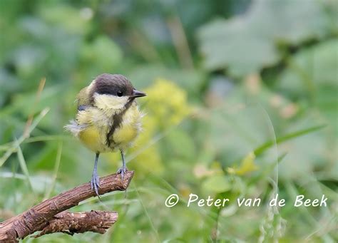 Mannetjes goudvissen zullen, als er geen vrouwtjes voorhanden zijn, ook achter elkaar aan gaan zitten, dus het is een goed idee om zowel de lichamelijke. vogelskijkenmetpeter: JONGE VOGELS