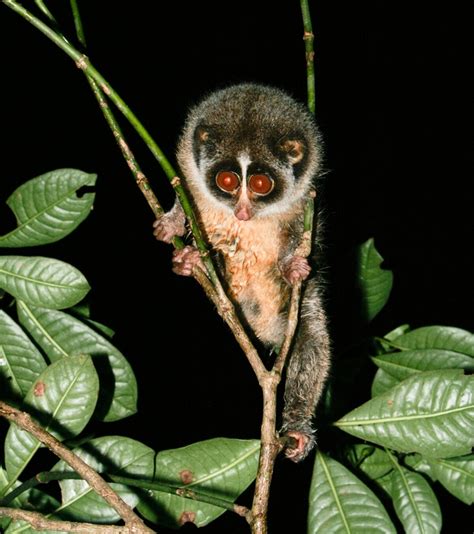 Extinct Pop Eyed Primate Photographed For First Time