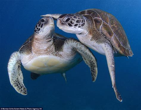 Characters / teenage mutant ninja turtles. Turtles swimming up close to two divers and playing around ...
