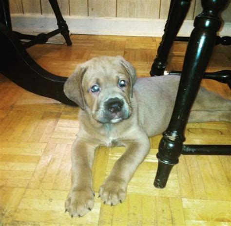 Advice when buying a cane corso. Cane Corso Puppies for Sale in Youngstown, Ohio Classified ...