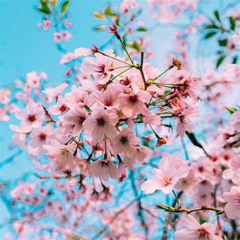 Selain Jepang Kamu Bisa Melihat Bunga Sakura Mekar Di 13 Negara Ini