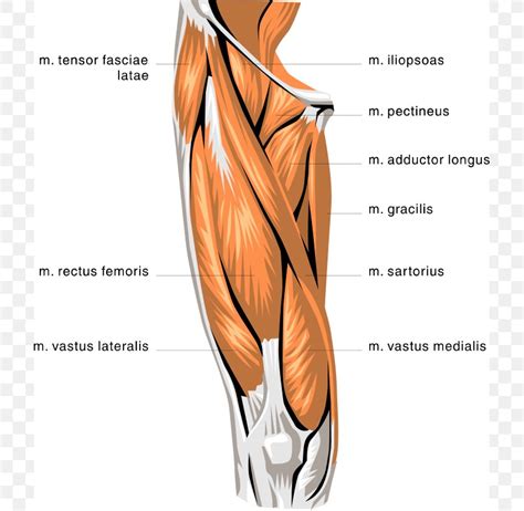 Quadriceps Muscle Anatomy Anatomical Charts Posters