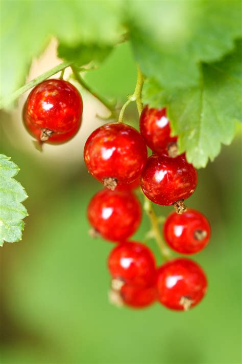 Red Currant Free Stock Photo Public Domain Pictures