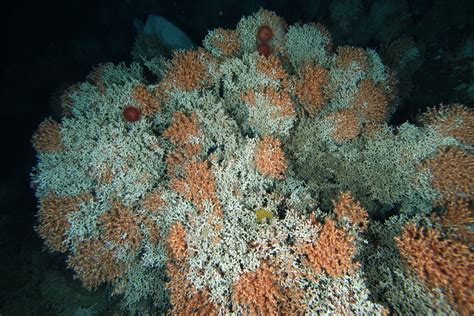 Entering The Cold Dark World Of Deep Sea Corals Marine Biodiversity Hub