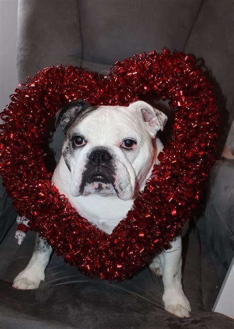 Bulldog Valentine Be My Valentine Valentine Bulldog